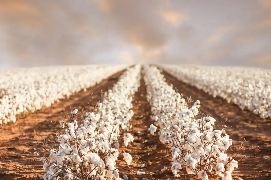 Regenzyme Cotton: A Revolutionary Path to Sustainable Cotton Farming