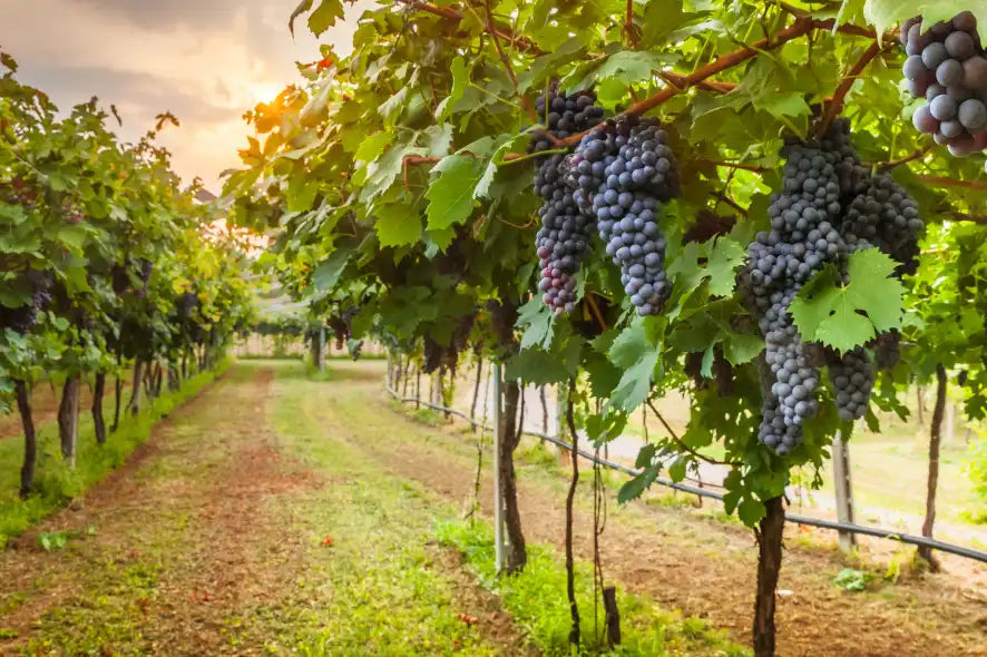 The Most Efficient Biological Solution for Elevating Grape Cultivation