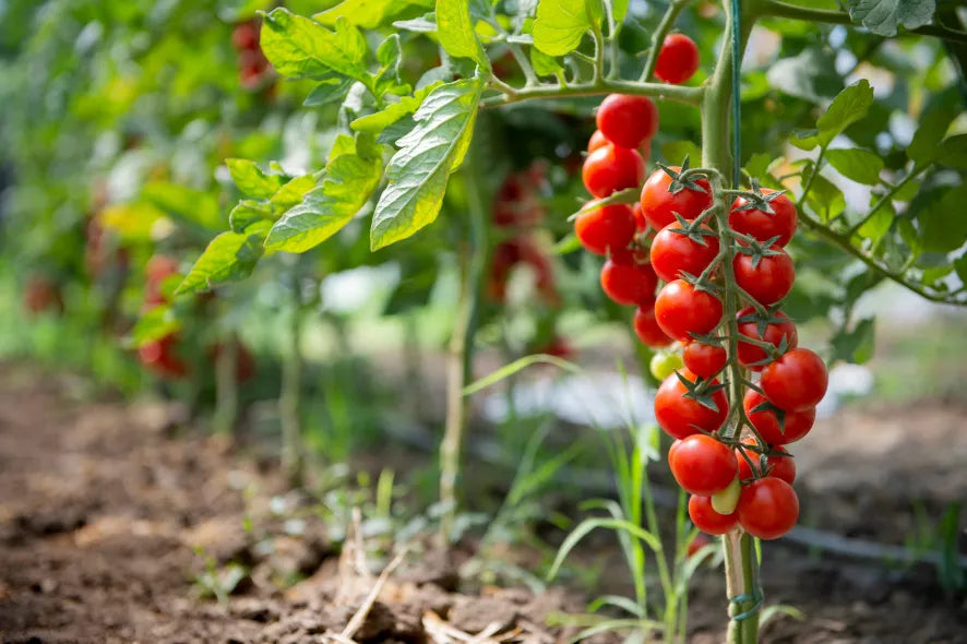 Tomato Farming with Regenzyme: A Sustainable Breakthrough
